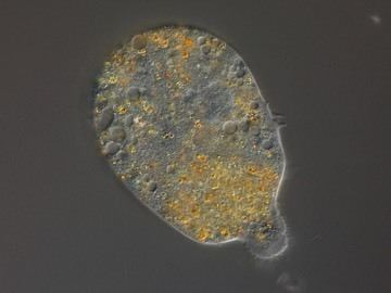 Archamoebae Penardde Amoebozoa