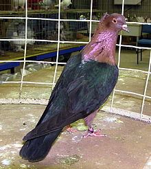 Archangel pigeon httpsuploadwikimediaorgwikipediacommonsthu