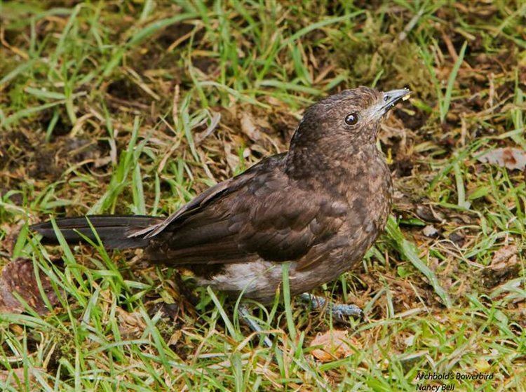 Archbold's bowerbird wwwmangoverdecomwbgimages00000021994jpg