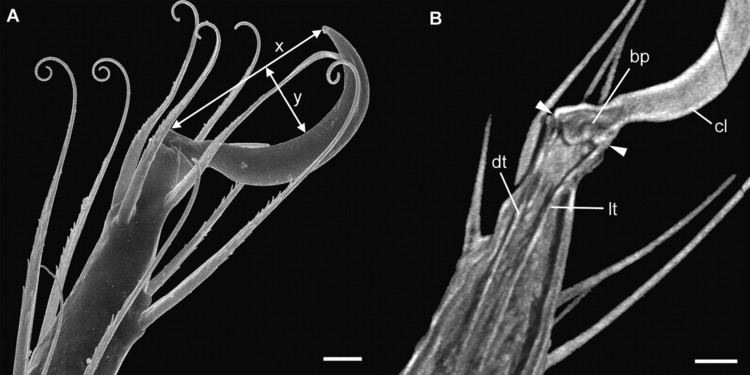 Archegozetes longisetosus jebbiologistsorgcontentjexbio210173036F2l