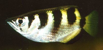 Archerfish Toxotes jaculatrix Archer fish Profile with care maintenance