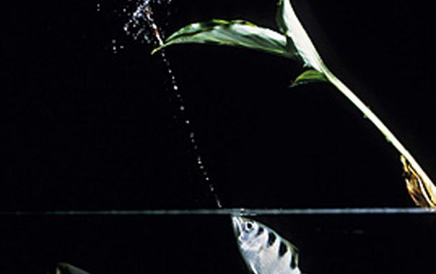 Archerfish Archerfish Shooting Dinner from the Sky AnimalWise