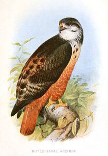 Archer's buzzard httpsuploadwikimediaorgwikipediacommonsthu