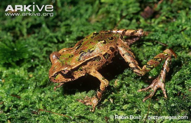 Archey's frog Archey39s frog videos photos and facts Leiopelma archeyi ARKive