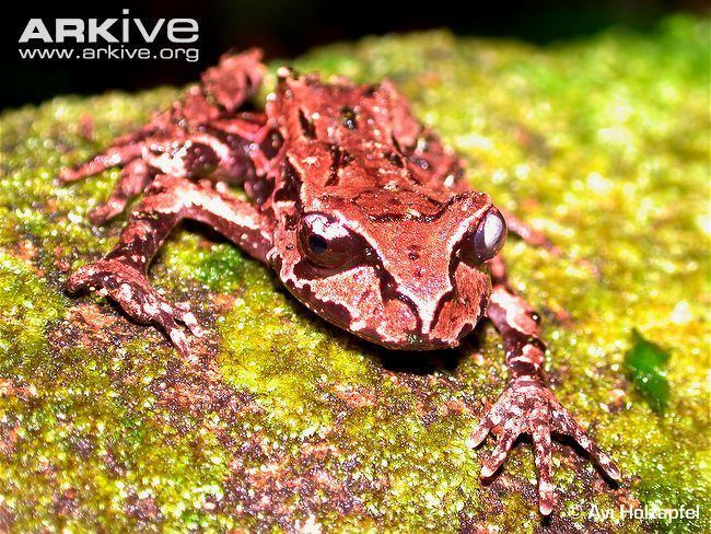 Archey's frog EDGE Amphibian Species Information