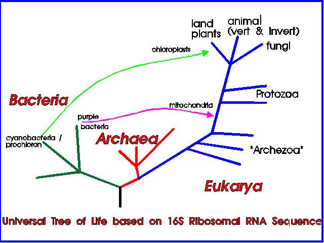 Archezoa 