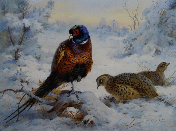 Archibald Thorburn Cock and Hen Pheasant in Winter Archibald Thorburn
