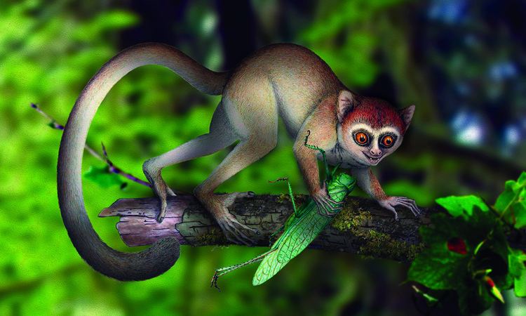 Archicebus Researchers Discover Oldest Primate Fossil Skeleton on Record
