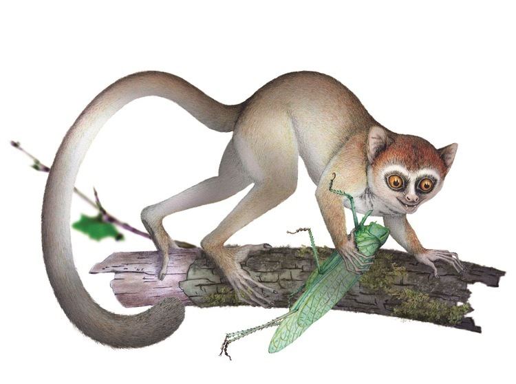 Archicebus Missing link39 Oldest primate skeleton tells new tale of our origins