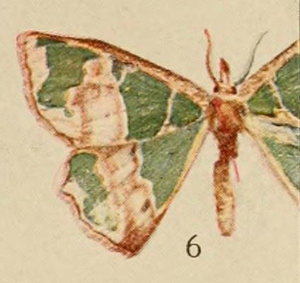 Archichlora phyllobrota