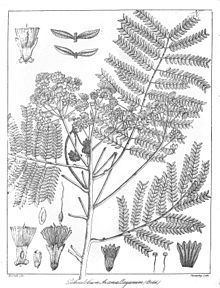 Archidendron clypearia subsp. subcoriaceum httpsuploadwikimediaorgwikipediacommonsthu