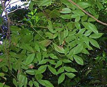 Archidendron hendersonii httpsuploadwikimediaorgwikipediacommonsthu