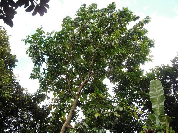 Archidendron pauciflorum Jengkol Exotic Plants in Indonesia