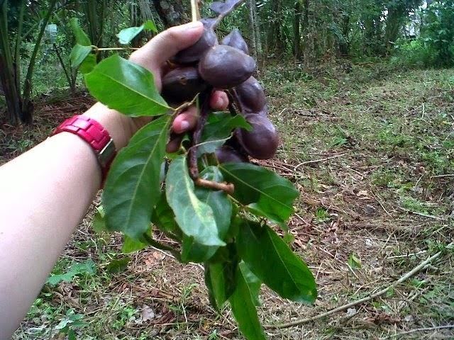 Archidendron pauciflorum Health Benefits of Jengkol Dogfruit Jering Bean Archidendron