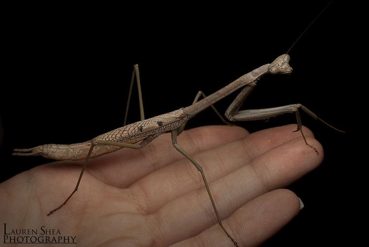 Archimantis Archimantis Latistyla Large Brown Mantid QLD A gorgeou Flickr
