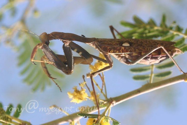 Archimantis latistyla Butterfliesfish and Insects of Egypt praying mantisArchimantis