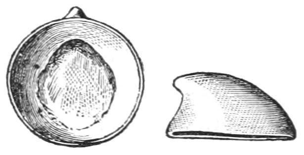 Archinacellidae