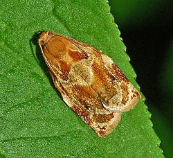 Archips Archips xylosteana Wikipedia
