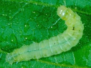 Archips negundana Archips negundana Larger Boxelder Leafroller Moth Discover Life