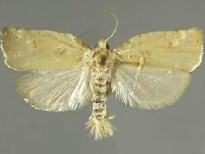 Archips negundana Archips negundana Larger Boxelder Leafroller Moth Discover Life