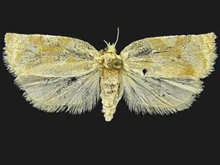 Archips negundana Archips negundana Larger Boxelder Leafroller Moth Discover Life