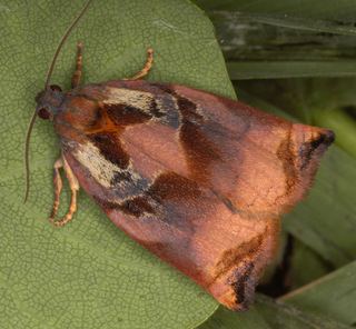 Archips podana Archips podana Large Fruittree Tortrix Moth Discover Life