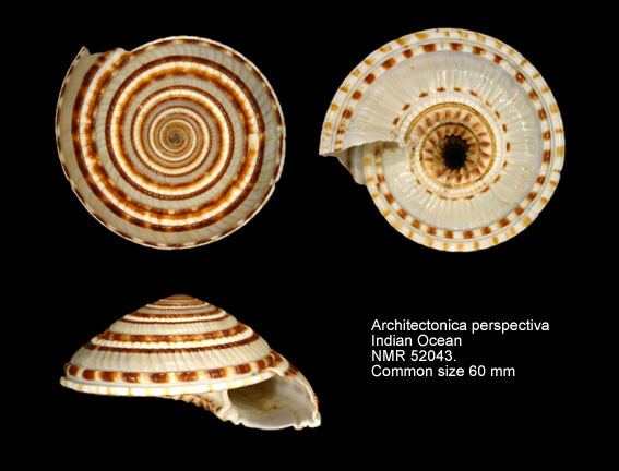 Architectonica HomeNATURAL HISTORY MUSEUM ROTTERDAM Mollusca Gastropoda