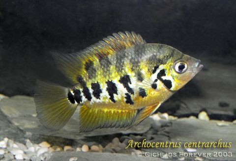 Archocentrus Badmans Tropical Fish Page for all the tropical fish care