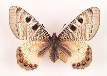 Archon (butterfly) httpsuploadwikimediaorgwikipediacommonsthu