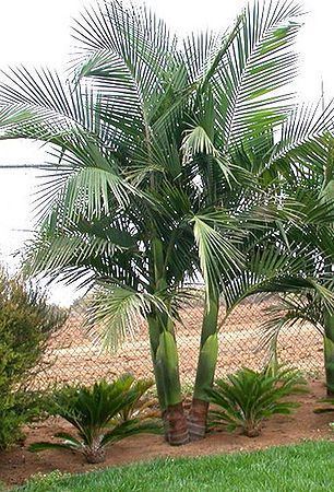 Archontophoenix Archontophoenix cunninghamiana Palmpedia Palm Grower39s Guide