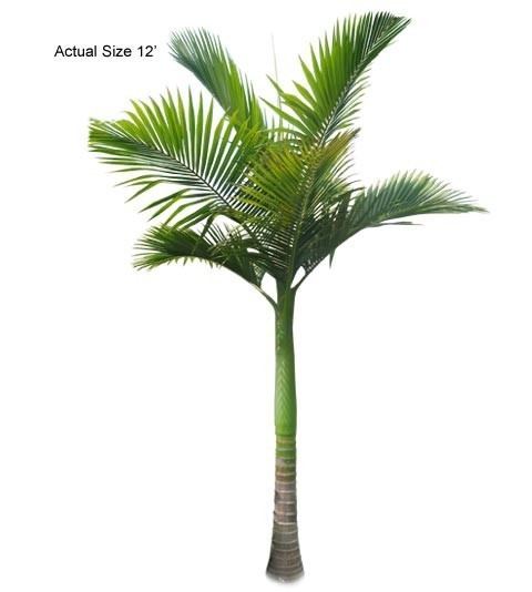 Archontophoenix alexandrae King Palm Tree Archontophoenix alexandrae Large