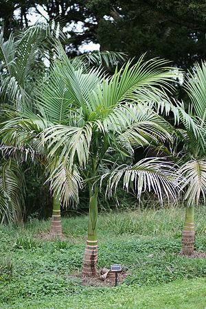 Archontophoenix Archontophoenix maxima Palmpedia Palm Grower39s Guide