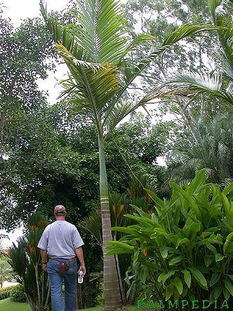 Archontophoenix maxima Archontophoenix maxima Palmpedia Palm Grower39s Guide