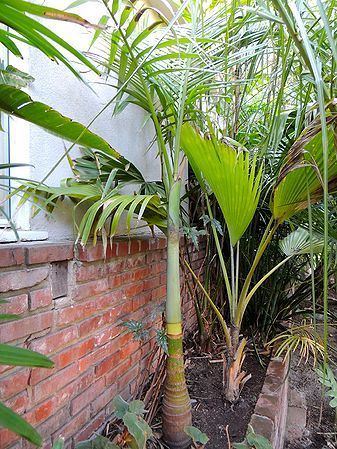 Archontophoenix myolensis Archontophoenix myolensis Palms For California