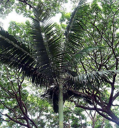 Archontophoenix tuckeri Archontophoenix tuckeri Palmpedia Palm Grower39s Guide