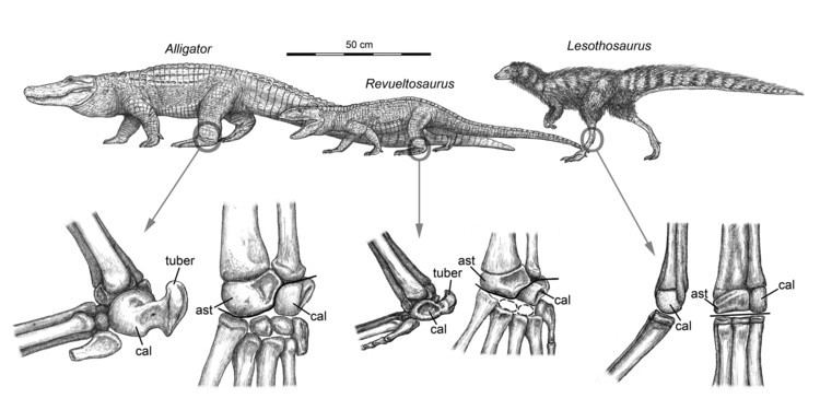 Ankle bones of pseudosuchians (Alligator and Revueltosaurus) compared to an ornithodiran archosaur (Lesothosaurus)