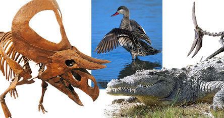 The clade that includes crocodile, aves, dinosaurs, and pterosaurs