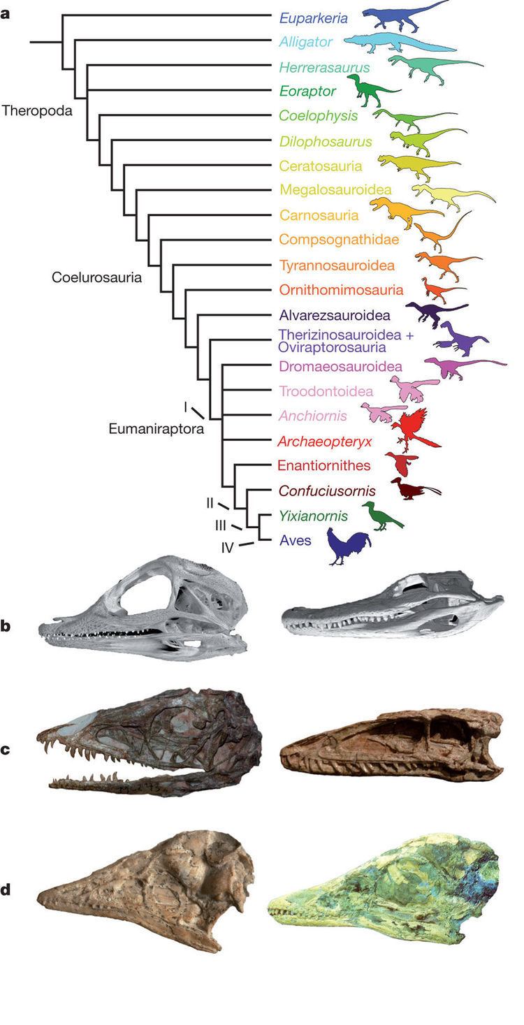On the top, a family tree featuring major theropod groups along with bird relatives. On the bottom, pairs of archosaur skulls demonstrate ontogenetic changes.