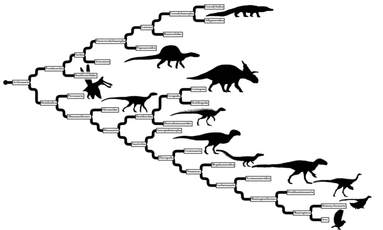 All dinosaurs are descendants from the Archosaurs, which is the common ancestor between the Crocodiles and the Dinosaurs