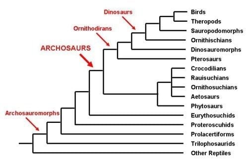 The archosaurs tree