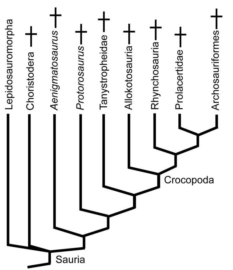 Archosauromorpha GEOL431 Vertebrate Paleobiology
