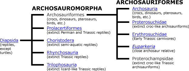 Archosauromorpha The Archosauromorpha including Archisauriformes