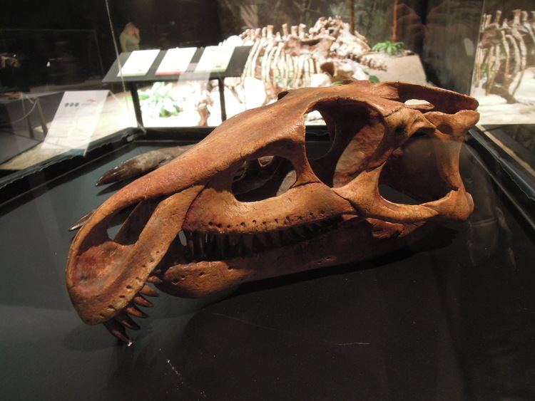 Archosaurus FileDinosaurium Archosaurus rossicus 1jpg Wikimedia Commons