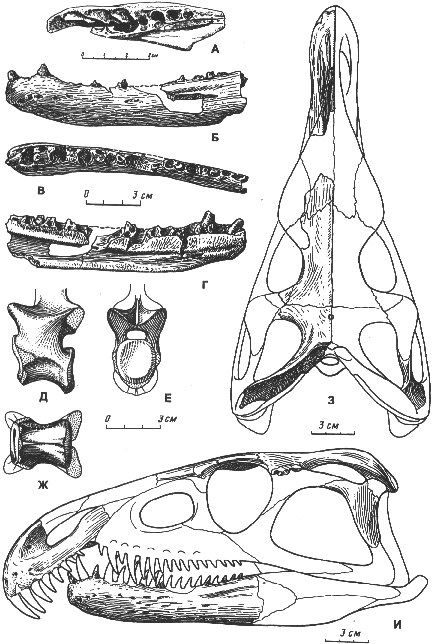 Archosaurus More Archosaurus rossicus