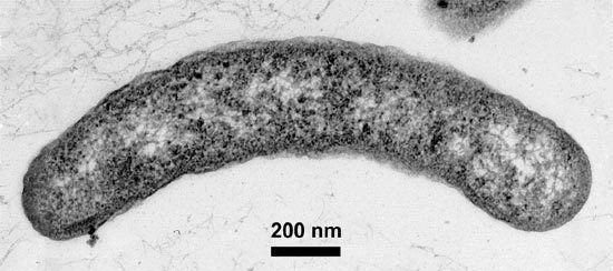 Arcobacter Is Life Thriving Deep Beneath the Seafloor Oceanus Magazine