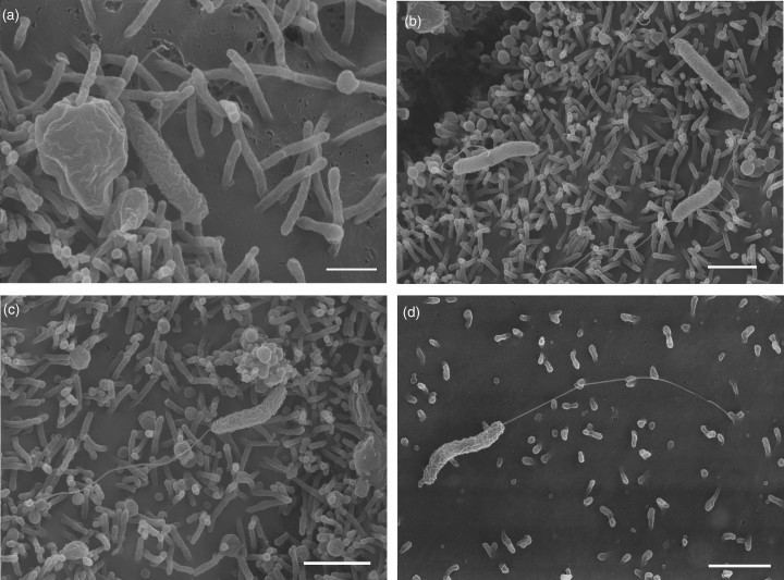 Arcobacter Scanning electron micrographs of cellassociated Arcobacter