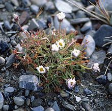 Arctanthemum integrifolium httpsuploadwikimediaorgwikipediacommonsthu