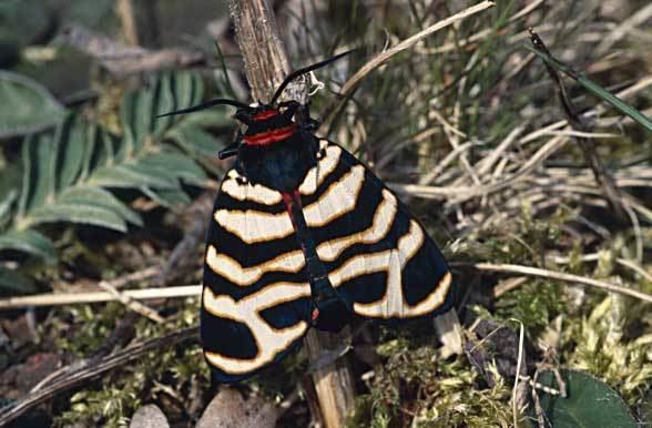 Arctia festiva European Lepidoptera and their ecology Arctia festiva