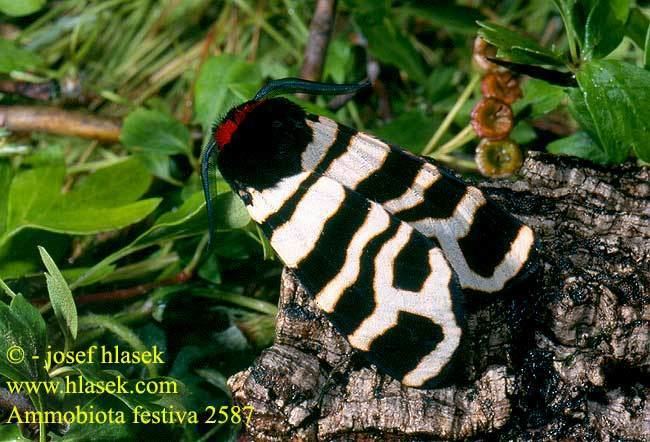 Arctia festiva Arctia festiva Eucharia Ammobiota Hebe Tiger Moth