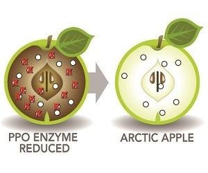 Arctic Apples Media Articles Arctic Apples